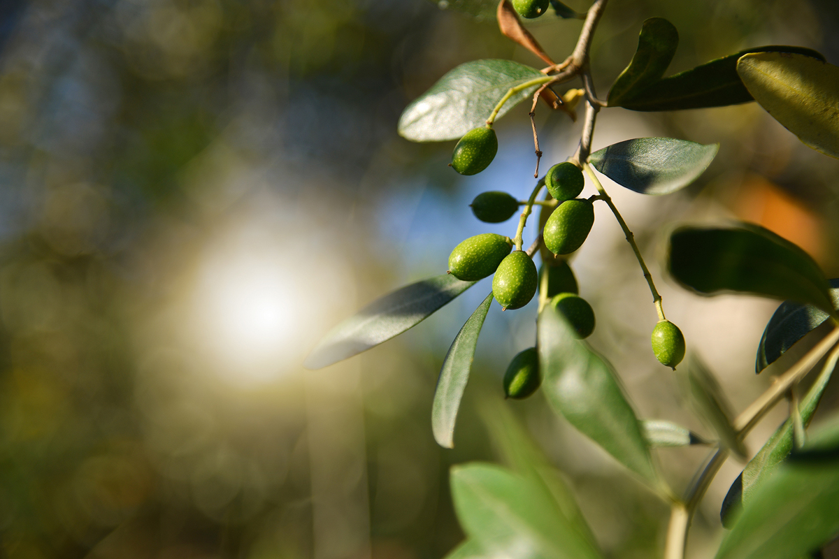 Olio La Fenice