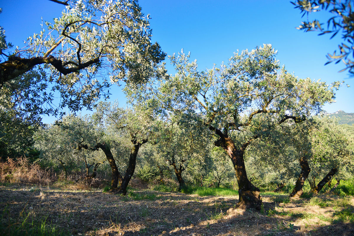 Olio La Fenice