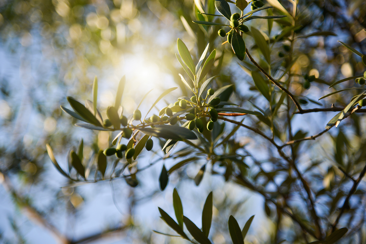 Olio La Fenice